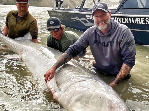 100-Year-Old Giant Sturgeon Caught In Canada, Thrown Back In River