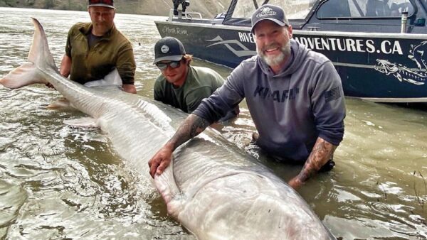 100-Year-Old Giant Sturgeon Caught In Canada, Thrown Back In River