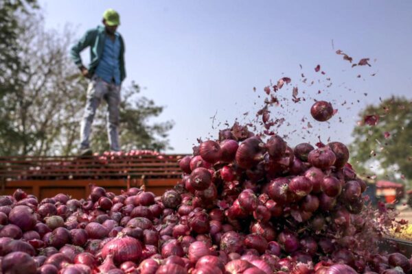 Centre steps in as onion prices plummet due to supply surplus